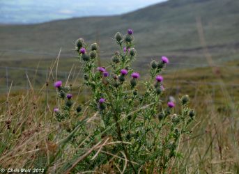 Kerry, Irland (anklicken zum Verg&ouml;ssern)