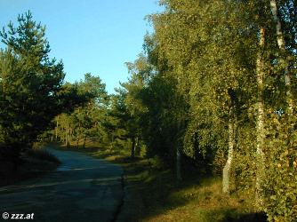 Litauen, kurische Nehrung: romantische Wege, Birkenw�lder