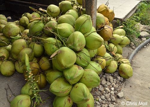 Kokosn&uuml;sse