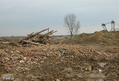 alle B�ume und Pflanzen der Gegend: geschreddert und zu hunderten von Scheiterhaufen aufget�rmt (anklicken zum Vergr&ouml;�ern)