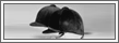 Reitsport Zubeh�r: Reithelme/Reitkappen