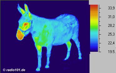 Esel, Infrarotaufnahme / W&auml;rmebild / Thermografische Aufnahme: ein Eselchen (..man sieht gut die warme Schnauze und das isolierende Fell ;o)