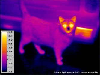W&auml;rmestrahlung einer Katze
