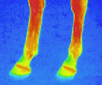W&auml;rmebilder: Infrarotaufnahme / W&auml;rmebild / Thermografische Aufnahme: Hinterl&auml;ufe eines Pferdes