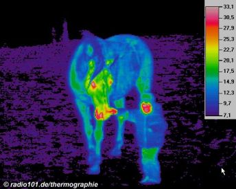 Thermographie / W&auml;rmebild eines Kindes mit Pferd