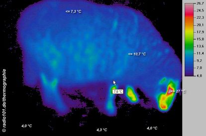 Thermographie / W&auml;rmebild: Schaf