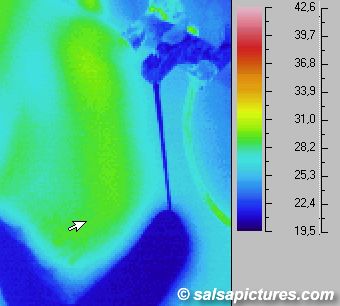 Infrarotaufnahme / W&auml;rmebild / Thermografie