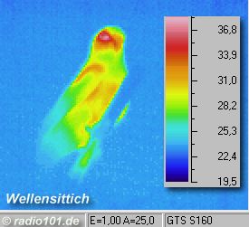 Infrarotaufnahme, W&auml;rmebilder, Thermografie: Wellensittich; das Gefieder isoliert gut im Gegensatz zum Kopfbereich, W&auml;rmebild