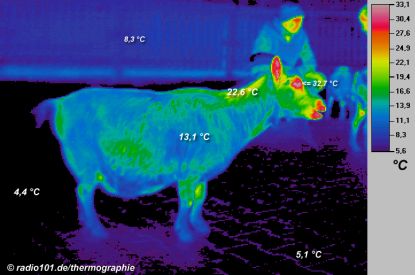Thermographie / W&auml;rmebild: Ziege